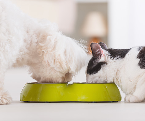 alergias alimentarias mascotas