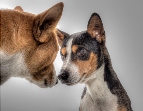 Entenent la comunicació entre gossos