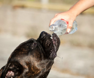 golpes de calor animales