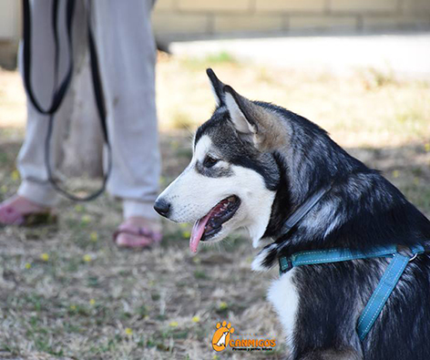 curso hospital veterinario