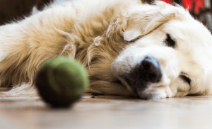 cuidados de perros ancianos