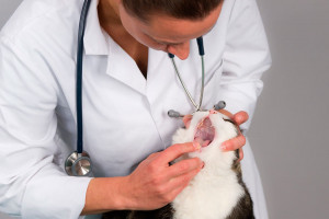 higiene-bucal-gato-hospital-veterinari