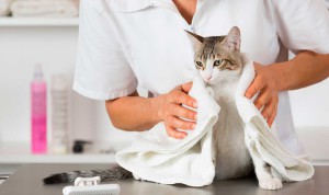 peluqueria gatos