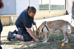 curs per animals