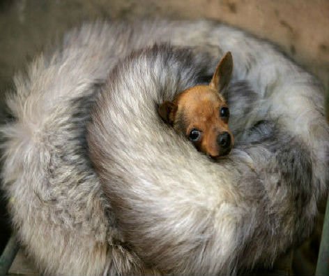 hospital veterinario perros