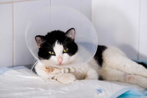 rehabilitación gatos